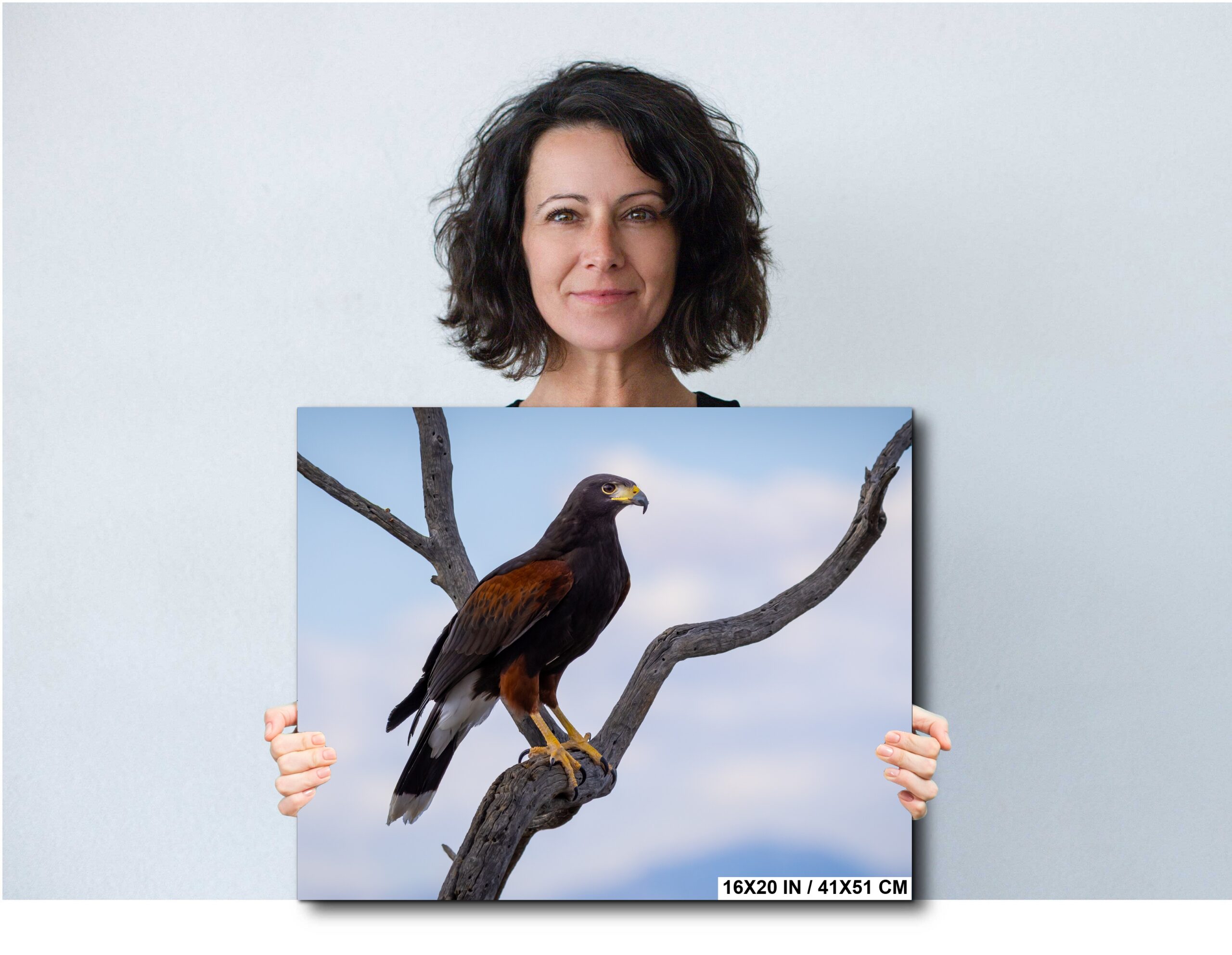 Arizona Bird of Prey Harris’s Hawk Perched on Branch Diagram