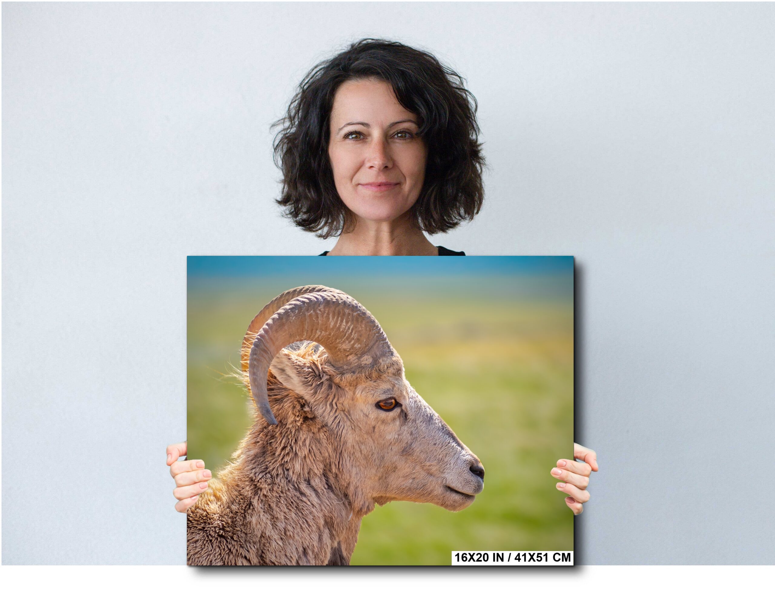 Bighorn Sheep Side Face Badlands National Park South Dakota Wildlife Diagram