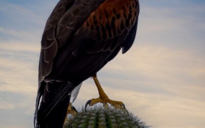 Harris’s Hawk on Saguaro Cactus Arizona Sunset Desert Bird of Prey