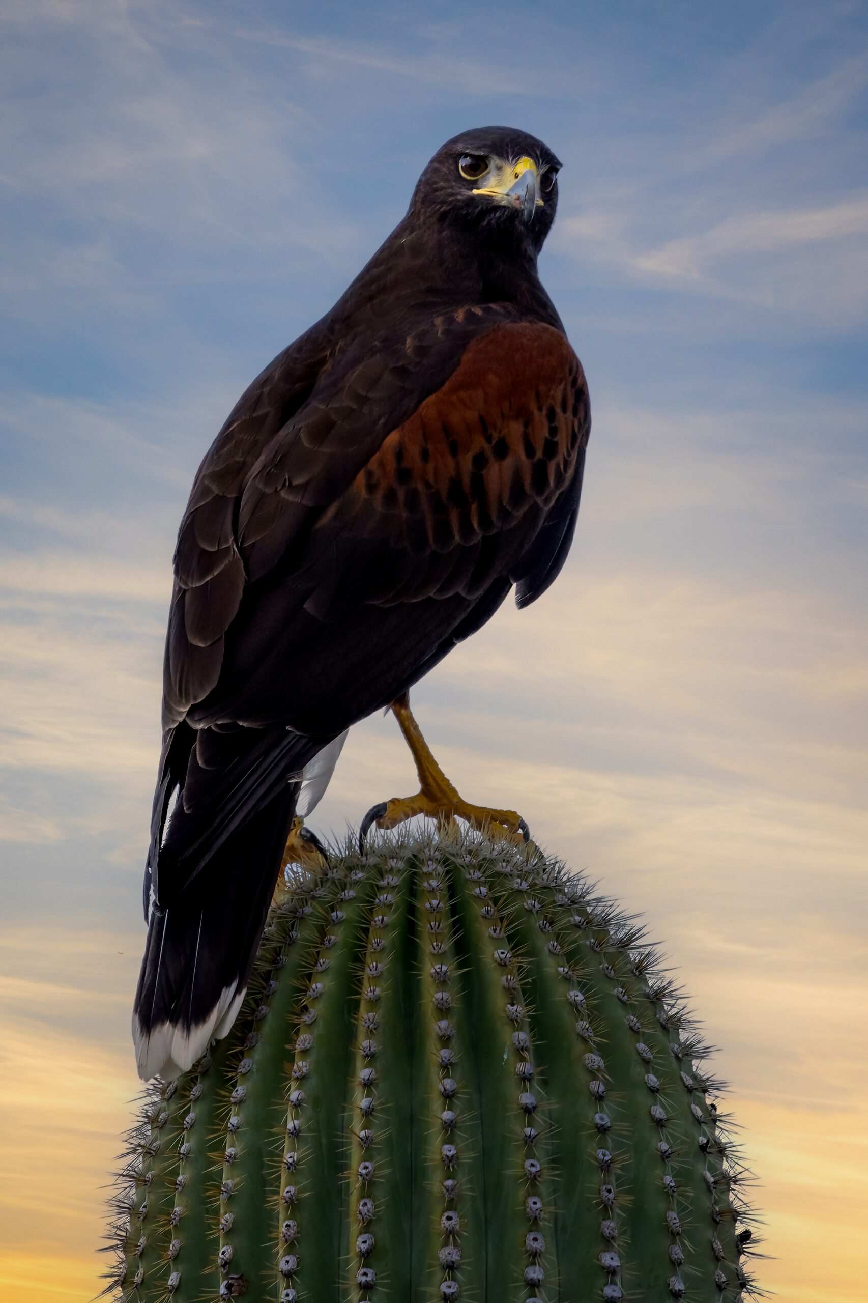 Harris’s Hawk on Saguaro Cactus Arizona Sunset Desert Bird of Prey