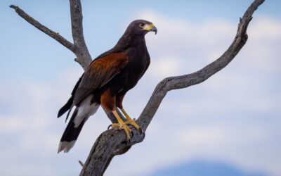 Arizona Bird of Prey Harris’s Hawk Perched on Branch