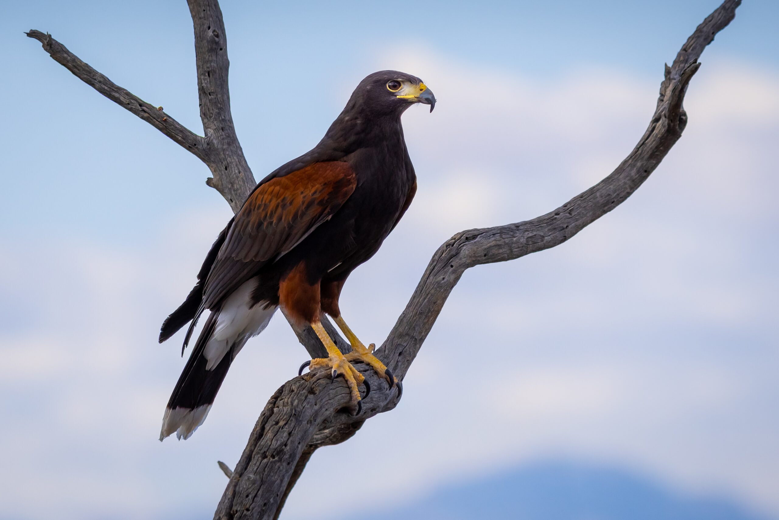 Arizona Bird of Prey Harris’s Hawk Perched on Branch