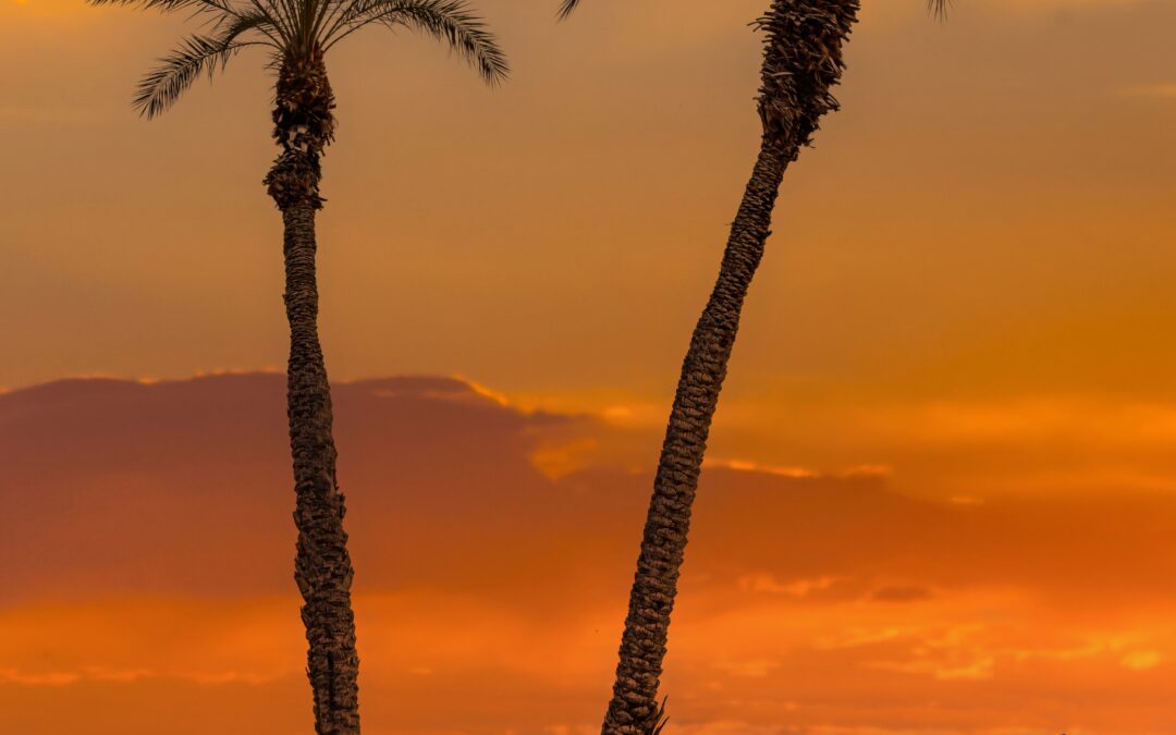 Desert Paradise: Palm Trees in Lake Havasu Wall Art Photography