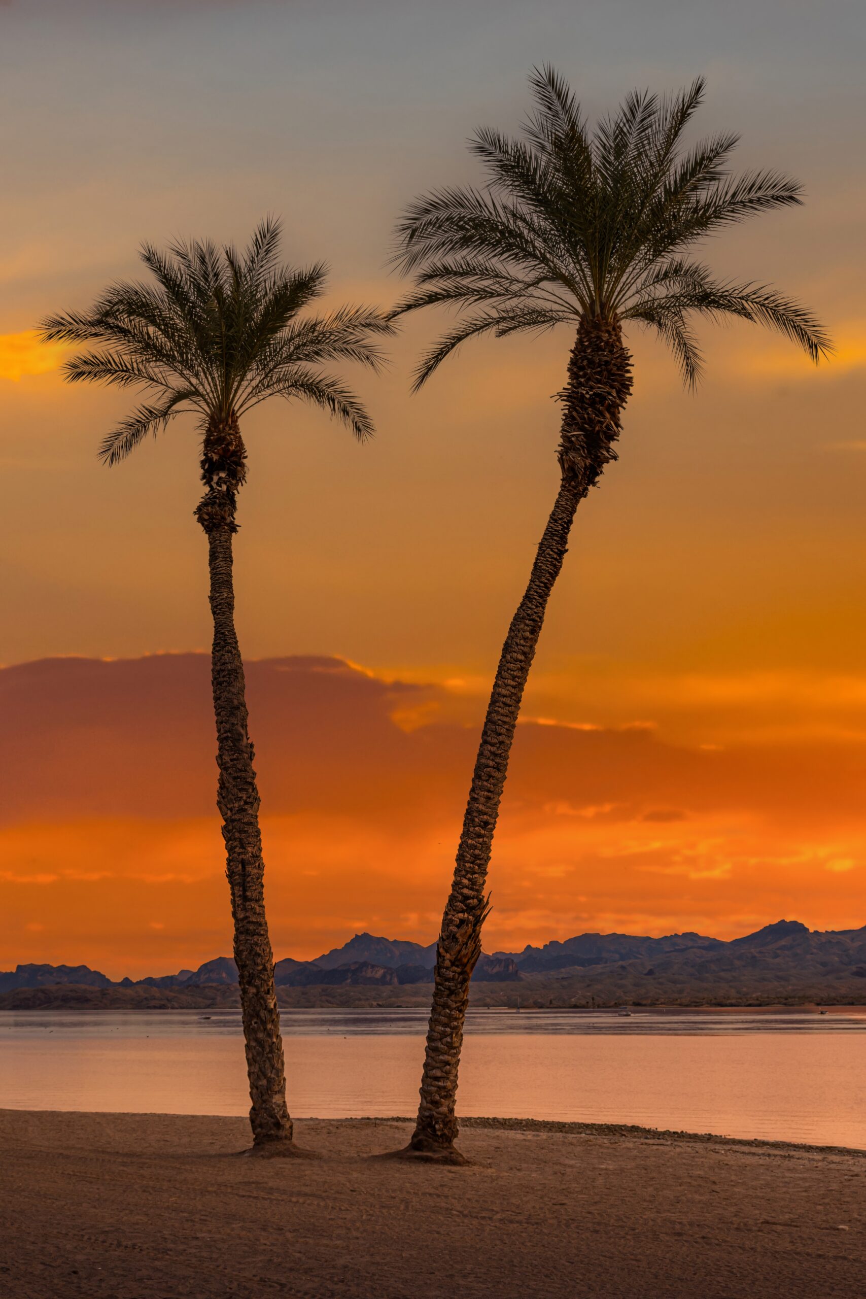 Desert Paradise: Palm Trees in Lake Havasu Wall Art Photography