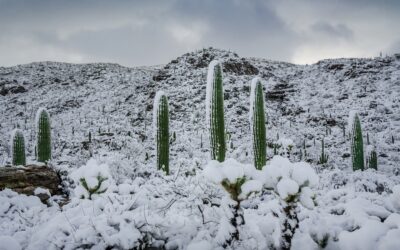A Frosty Transformation in Saguaro National Park