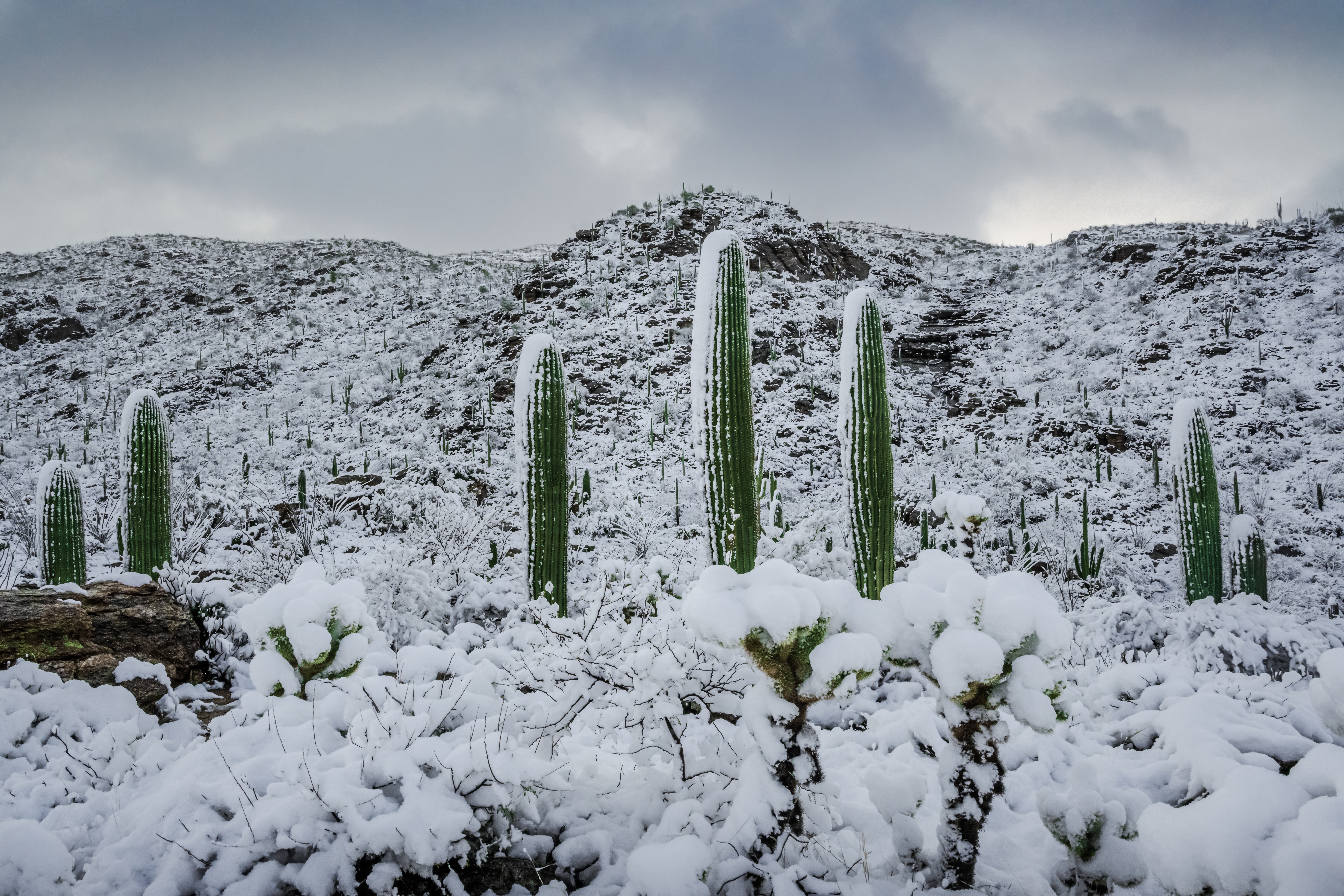 A Frosty Transformation in Saguaro National Park