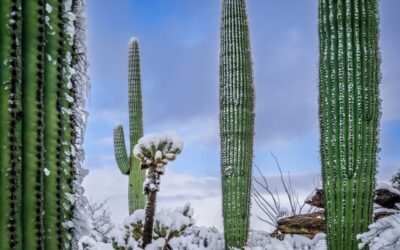 Snow-Draped Tall Cactus: Saguaro National Park Tucson Arizona