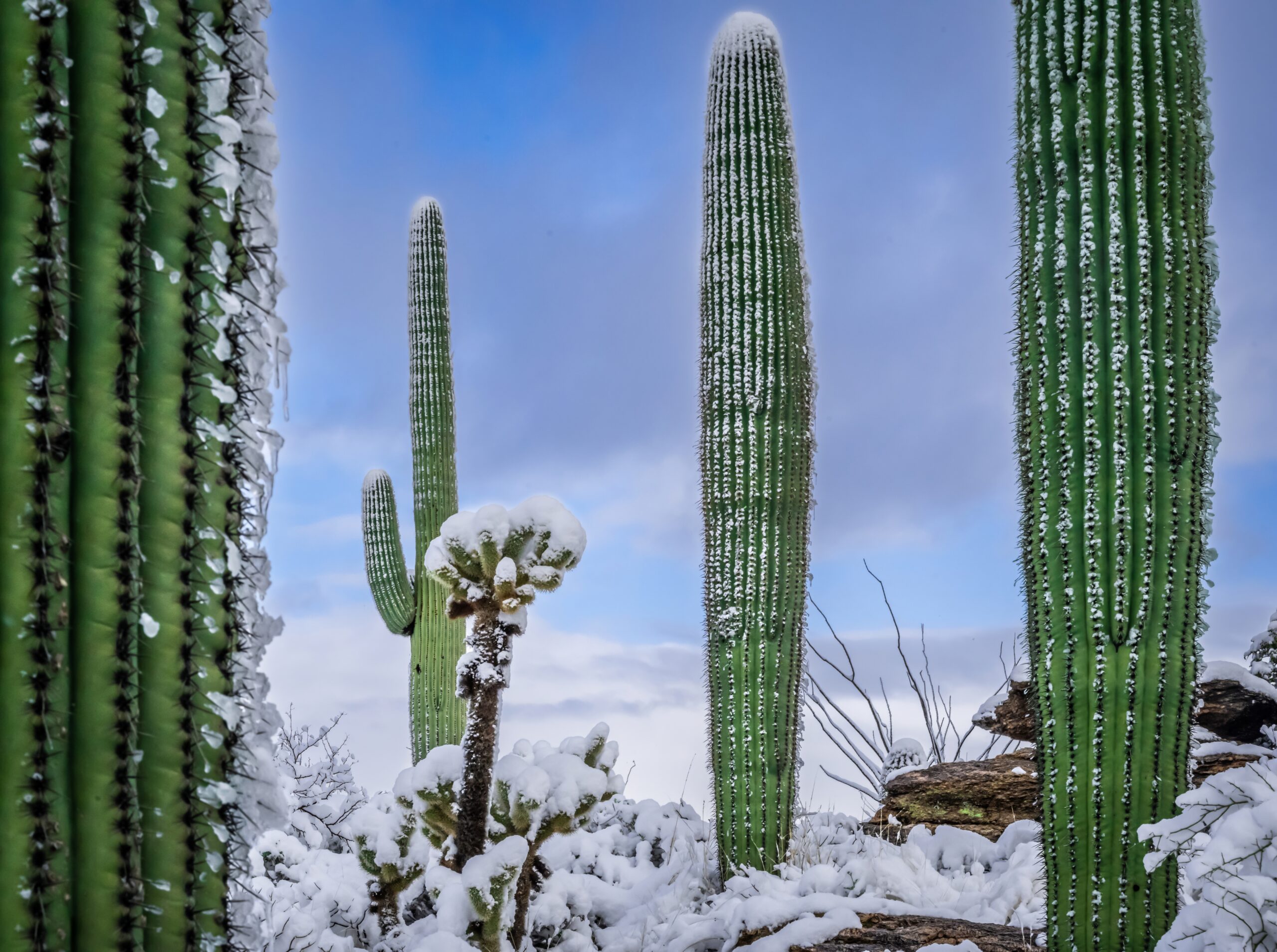 Snow-Draped Tall Cactus: Saguaro National Park Tucson Arizona