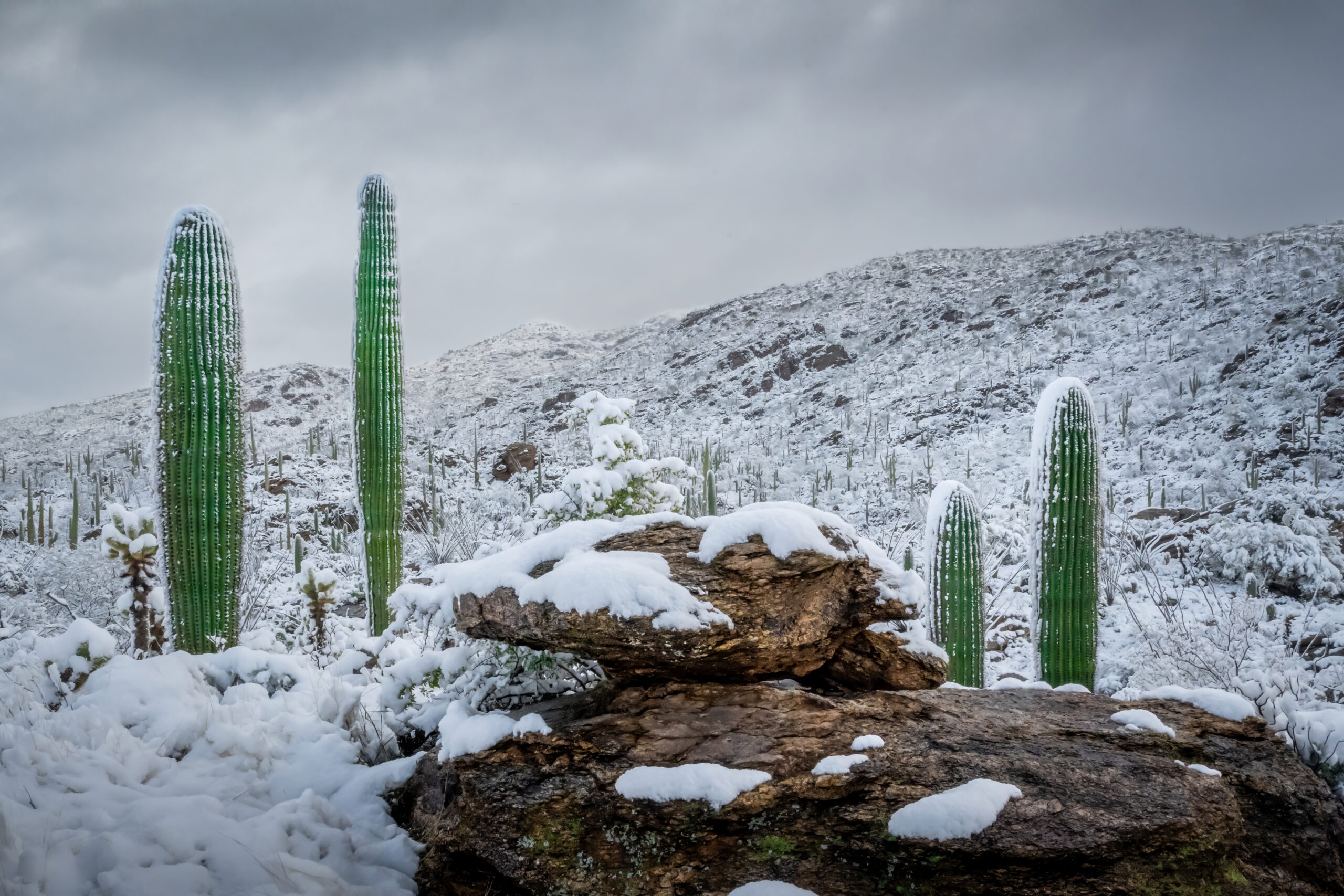 Snow-capped Arizona Cactus: Saguaro National Park