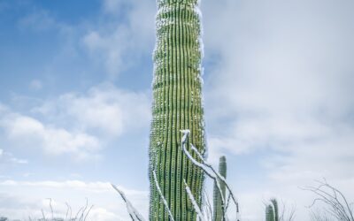 Snowy Saguaro Statue: Saguaro National Park Cactus Tucson Arizona
