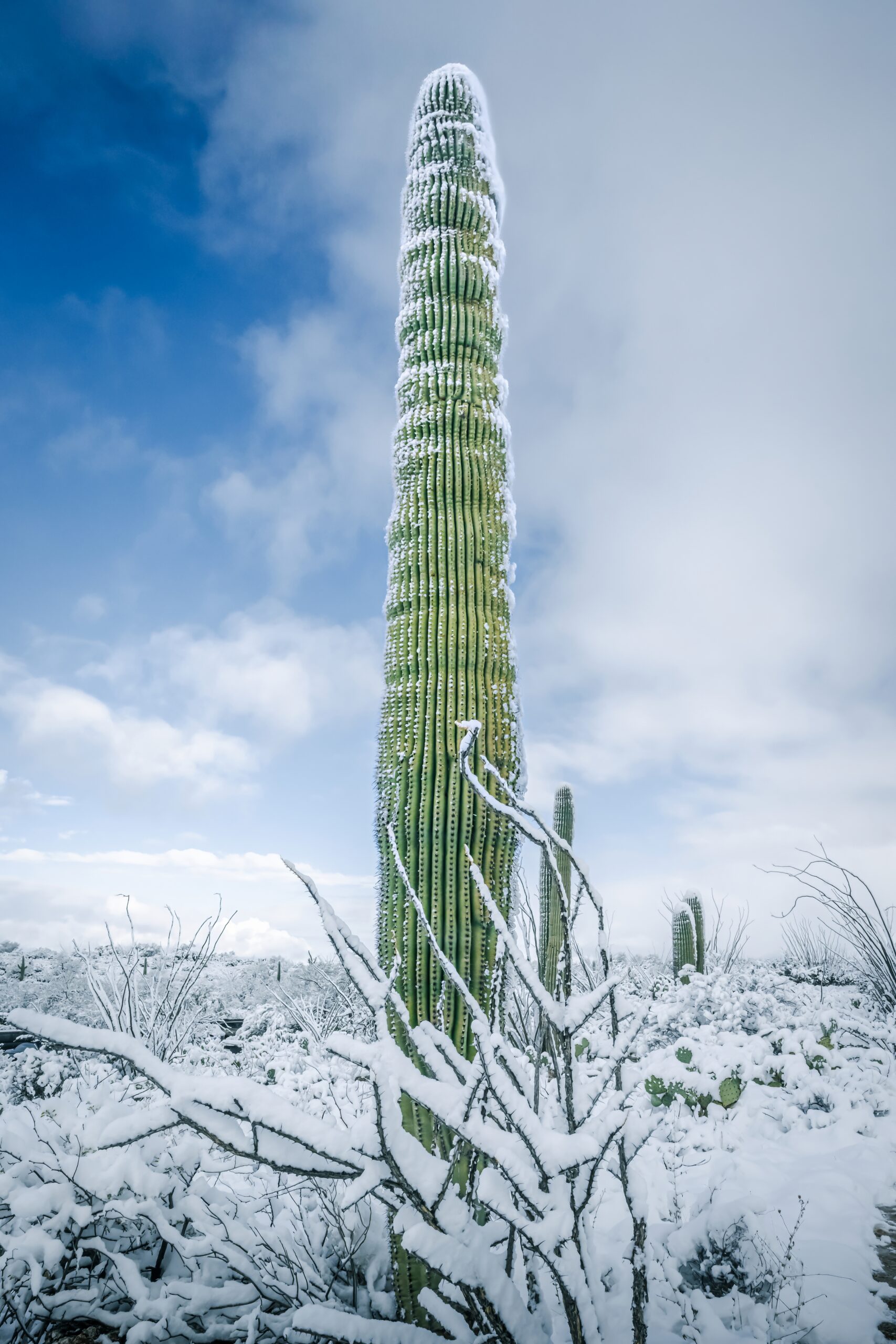 Snowy Saguaro Statue: Saguaro National Park Cactus Tucson Arizona