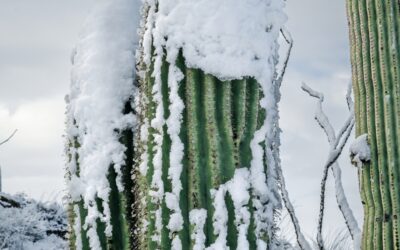 Winter’s Cactus Crown: Saguaro National Park Tucson Arizona