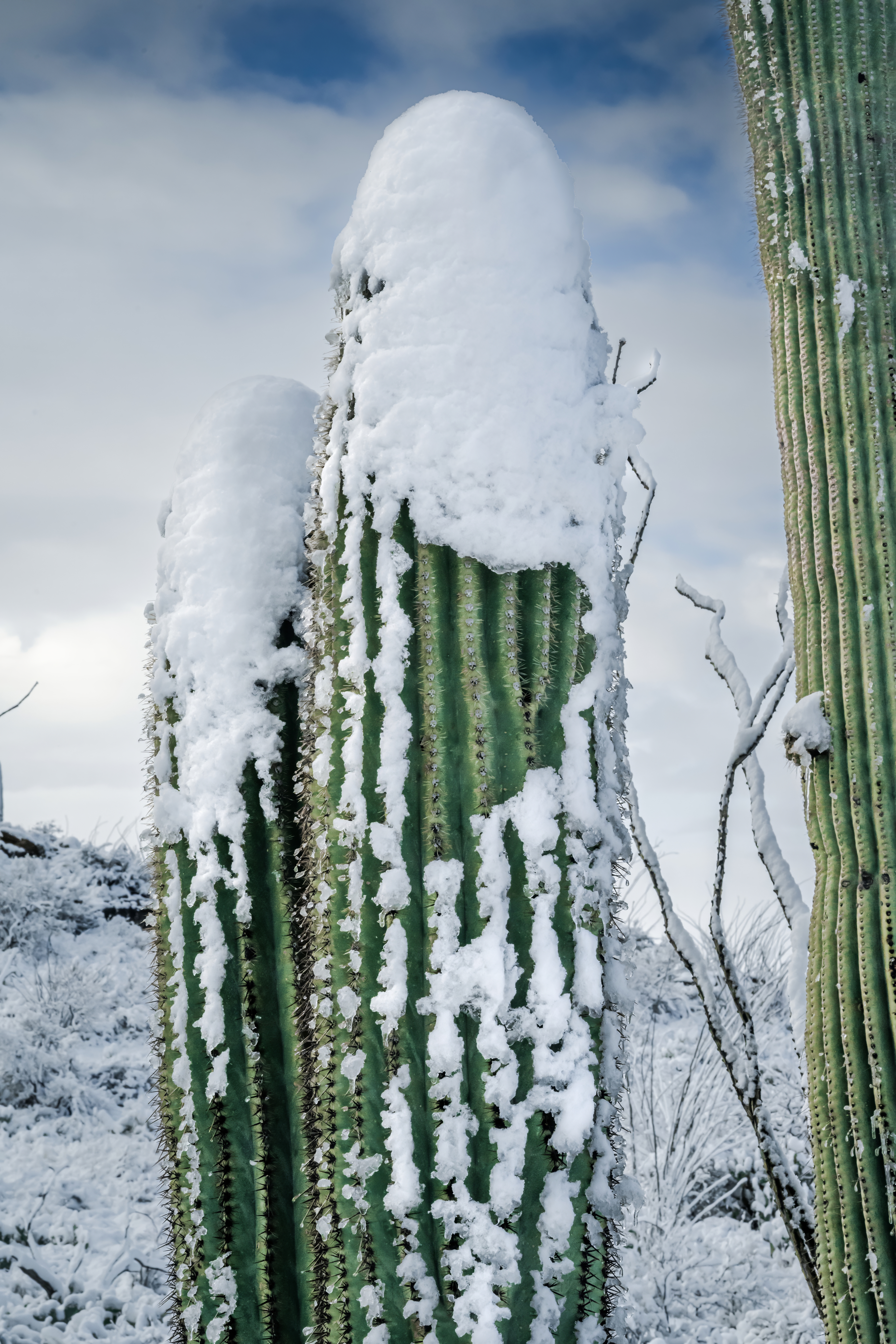 Winter’s Cactus Crown: Saguaro National Park Tucson Arizona