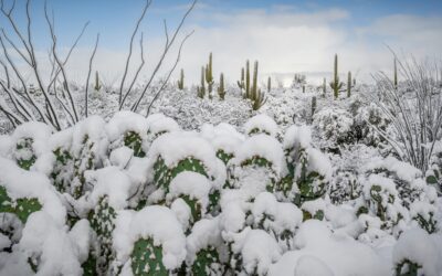 Prickly Pear Cacti in the Cold: Snowfall at Saguaro National Park