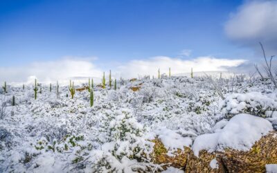 Desert Frost: Winter at Saguaro National Park