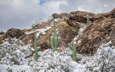 Winter’s Trio: Saguaros in Snow