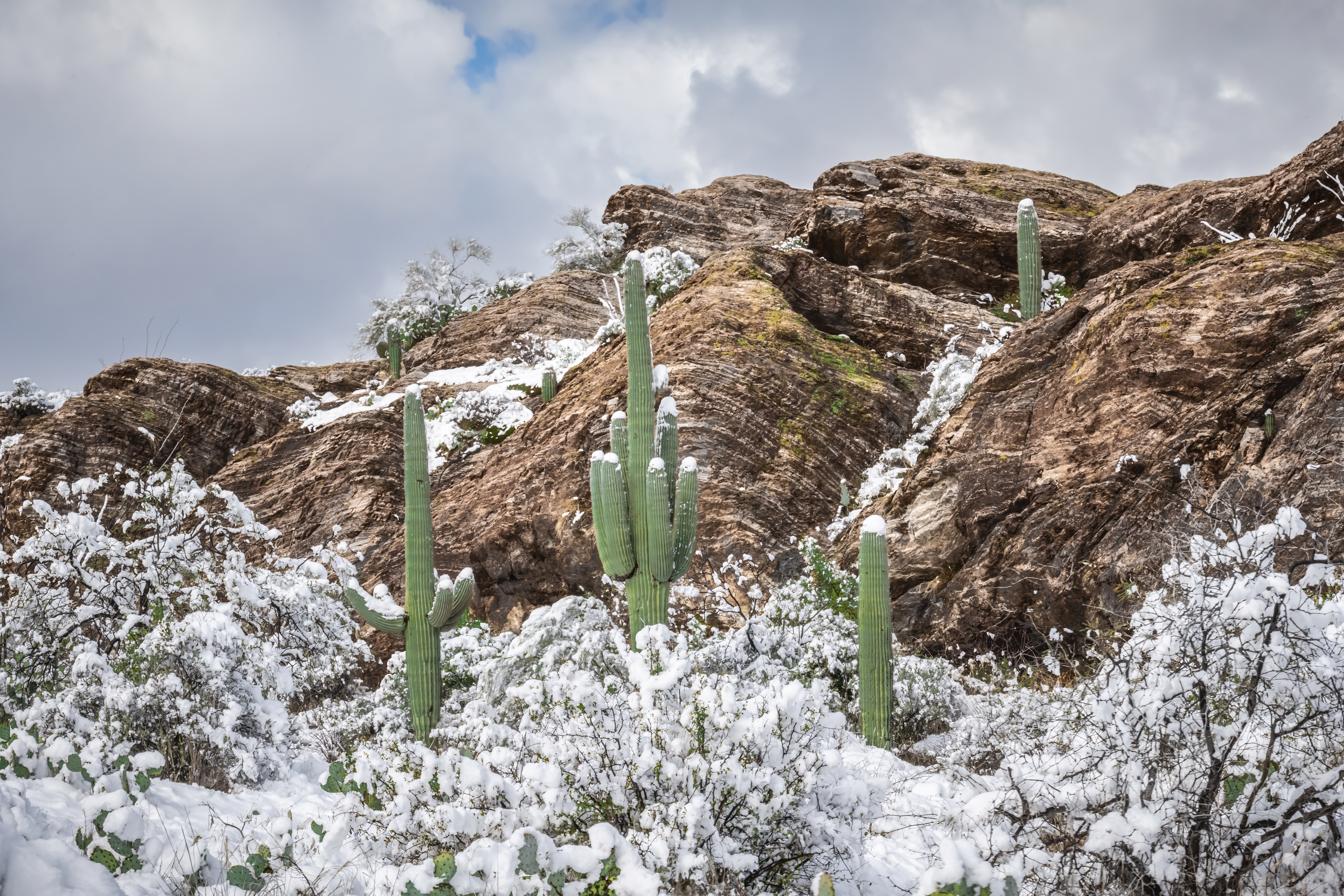 Winter’s Trio: Saguaros in Snow