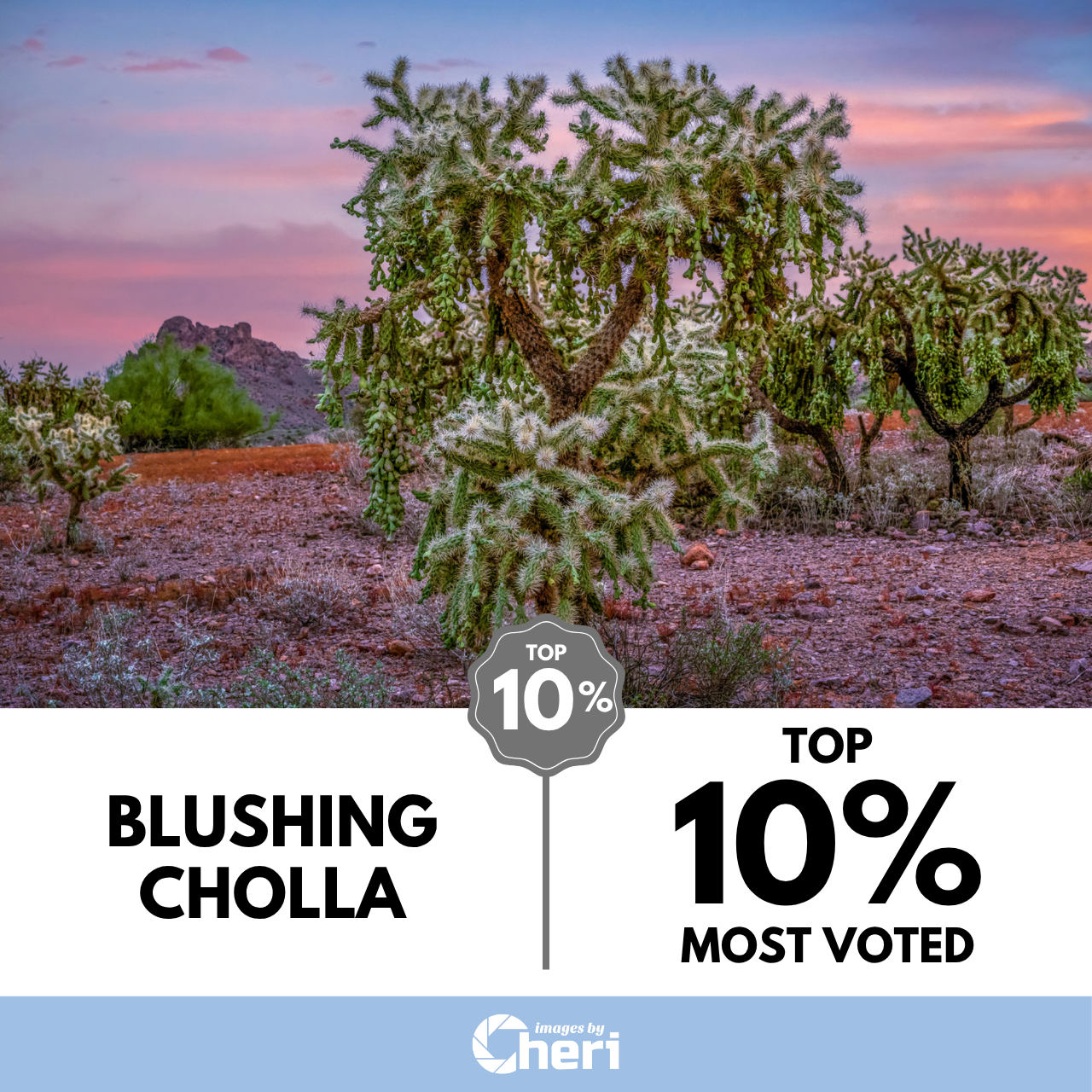 Blushing Cholla_Travel Captures