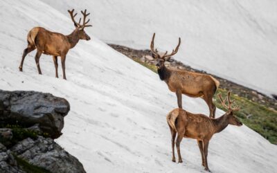 Bull Elk Trio on Summer Snow Rocky Mountain National Park Colorado