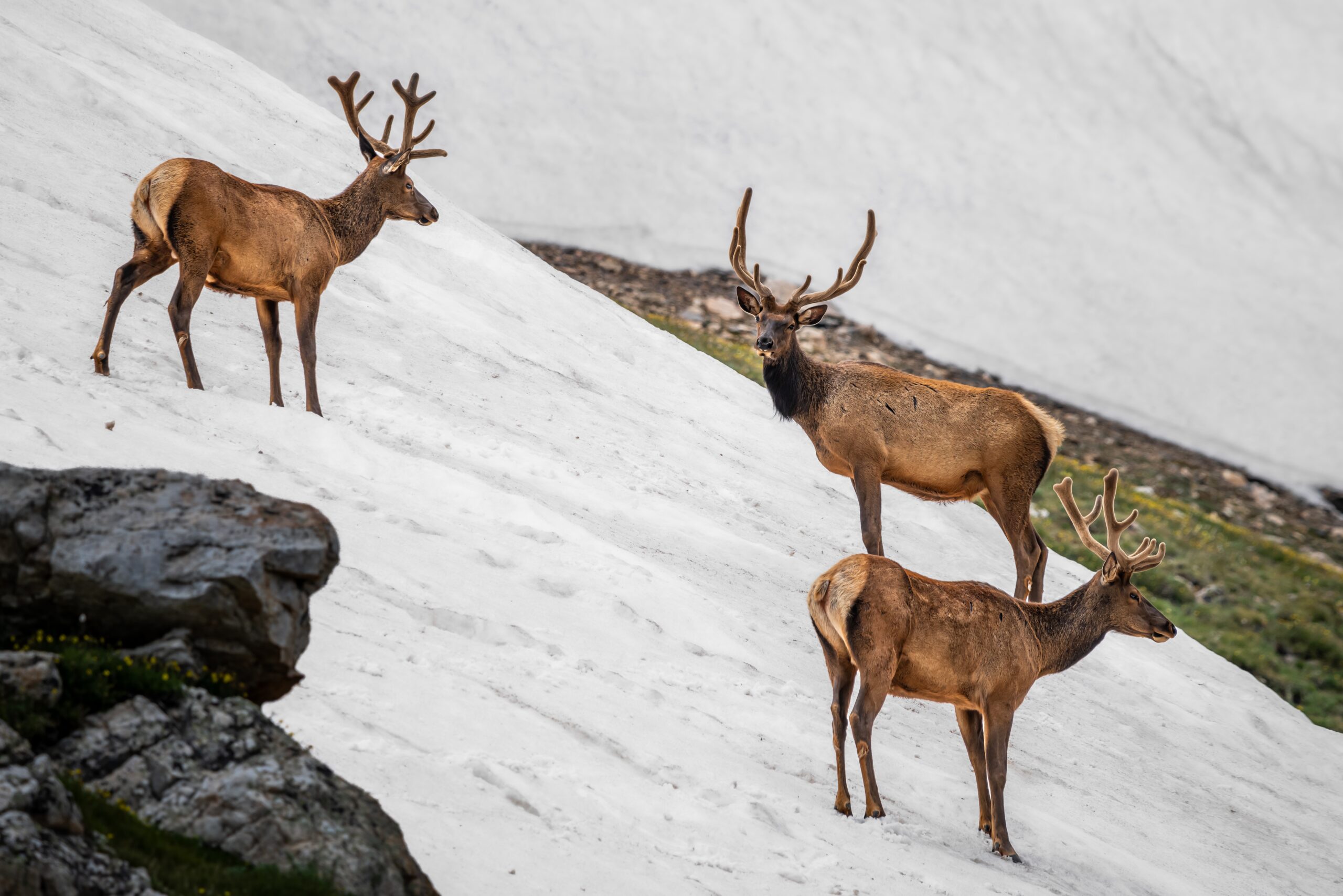 Bull Elk Trio on Summer Snow Rocky Mountain National Park Colorado