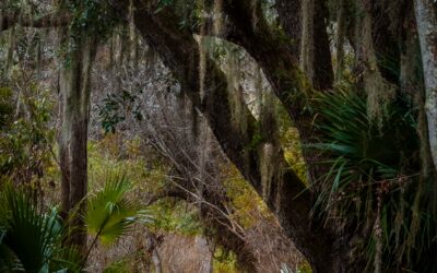 Canopy of Tranquility: Live Oak in Sea Pines Forest Hilton Head