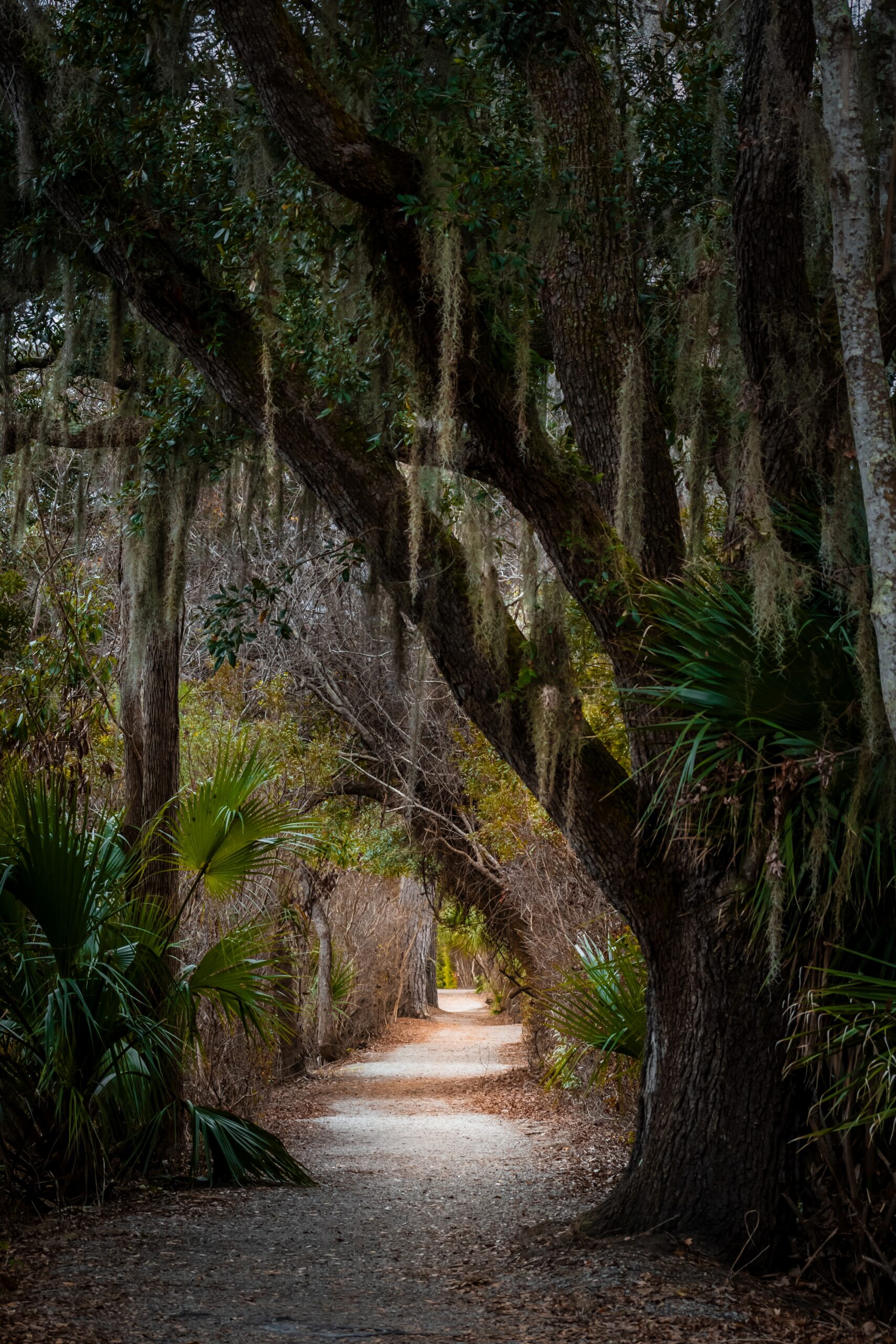 Canopy of Tranquility: Live Oak in Sea Pines Forest Hilton Head