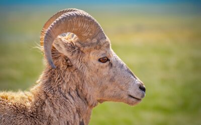 Bighorn Sheep Side Face Badlands National Park South Dakota Wildlife