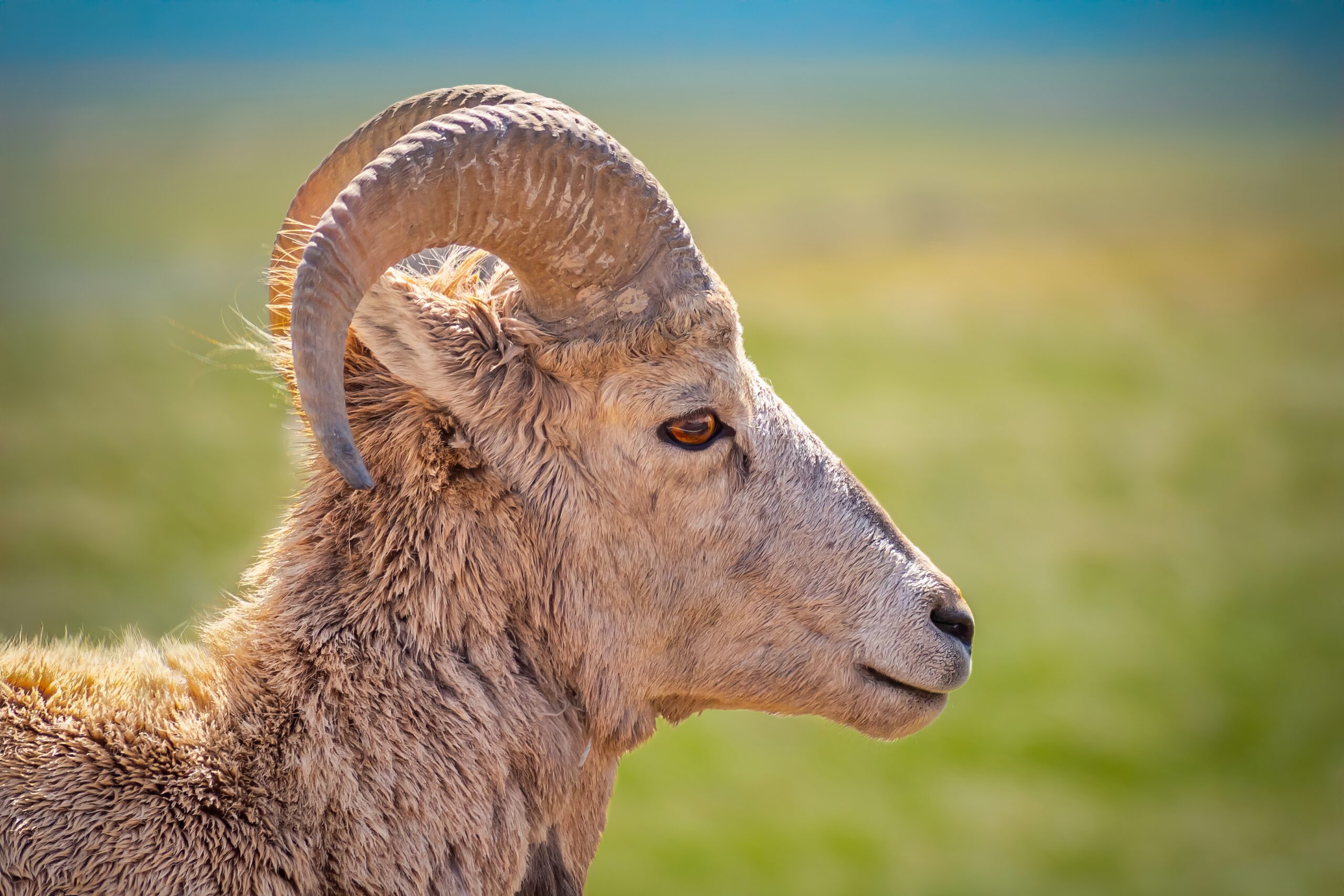 Bighorn Sheep Side Face Badlands National Park South Dakota Wildlife