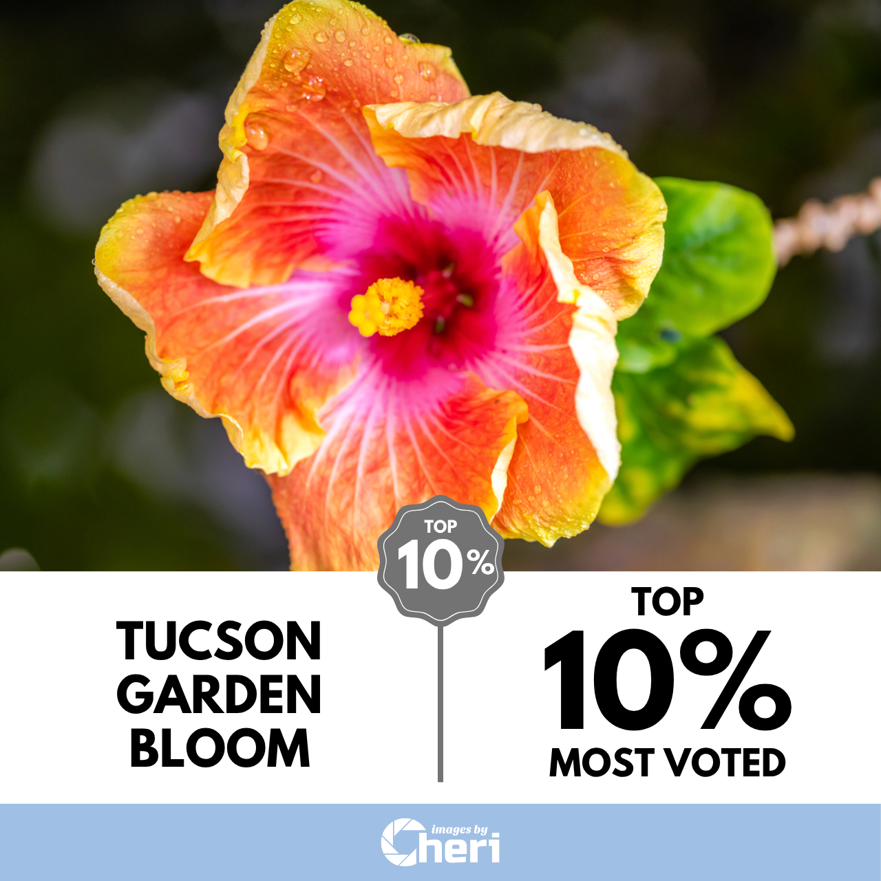 Tucson Garden Bloom_Floral Fantasies