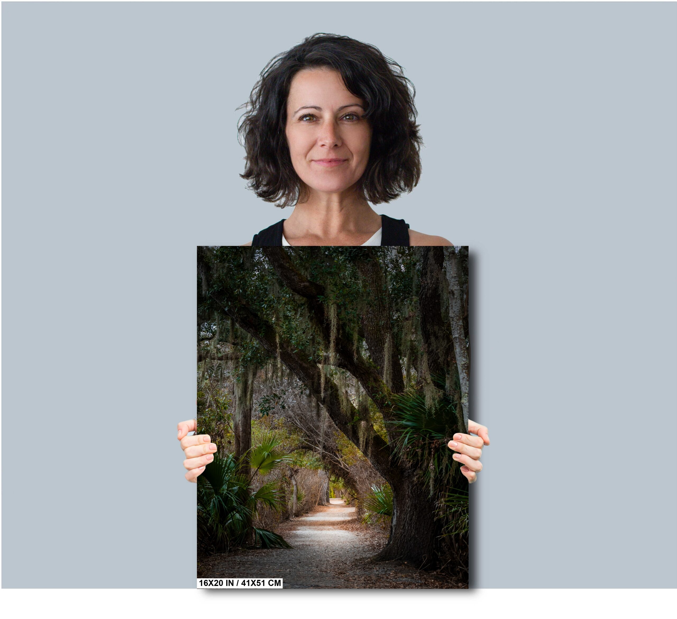 Canopy of Tranquility: Live Oak in Sea Pines Forest Hilton Head Diagram