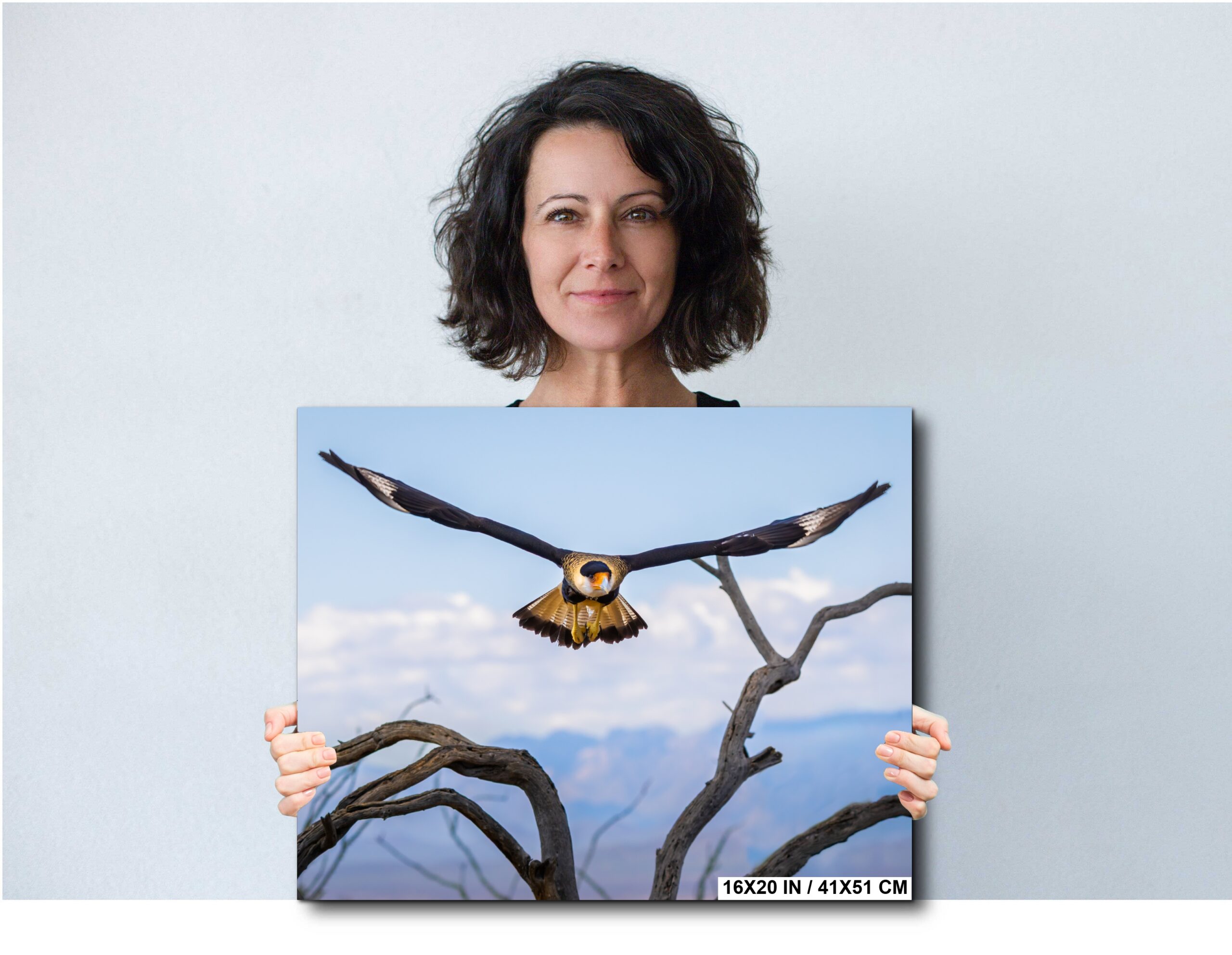 Crested Caracara Arizona Desert Flight Bird of Prey Wildlife Diagram Crested Caracara Arizona Desert Flight Bird of Prey Wildlife Diagram