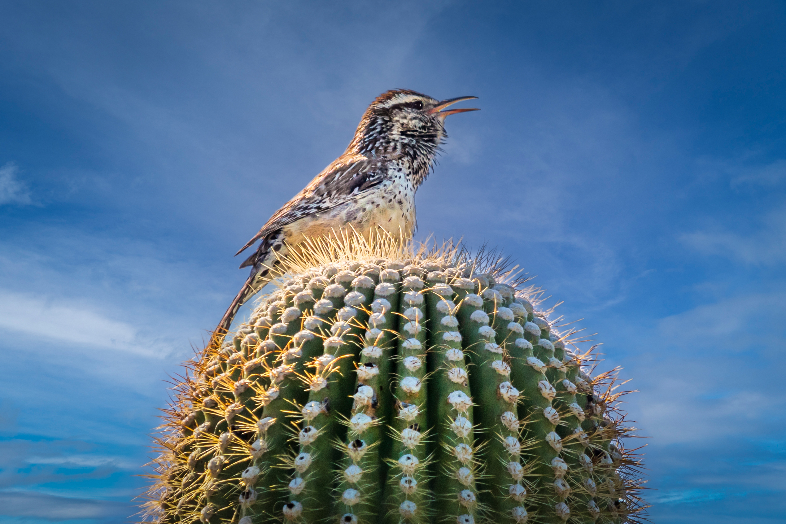 Cactus Wren on Saguaro Tucson Arizona Wildlife Nature