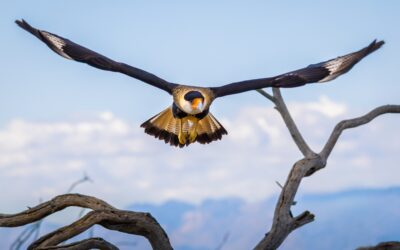 Crested Caracara Arizona Desert Flight Bird of Prey Wildlife