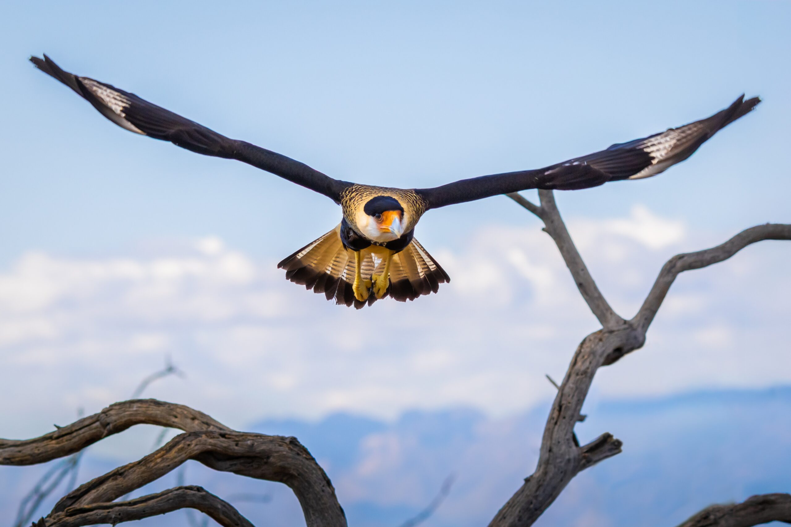 Crested Caracara Arizona Desert Flight Bird of Prey Wildlife Crested Caracara Arizona Desert Flight Bird of Prey Wildlife