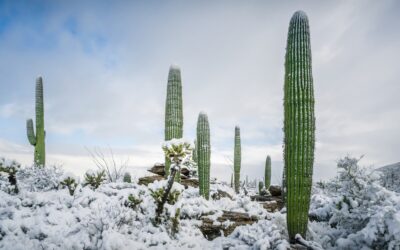 Desert Snowfall: Saguaro National Park Arizona