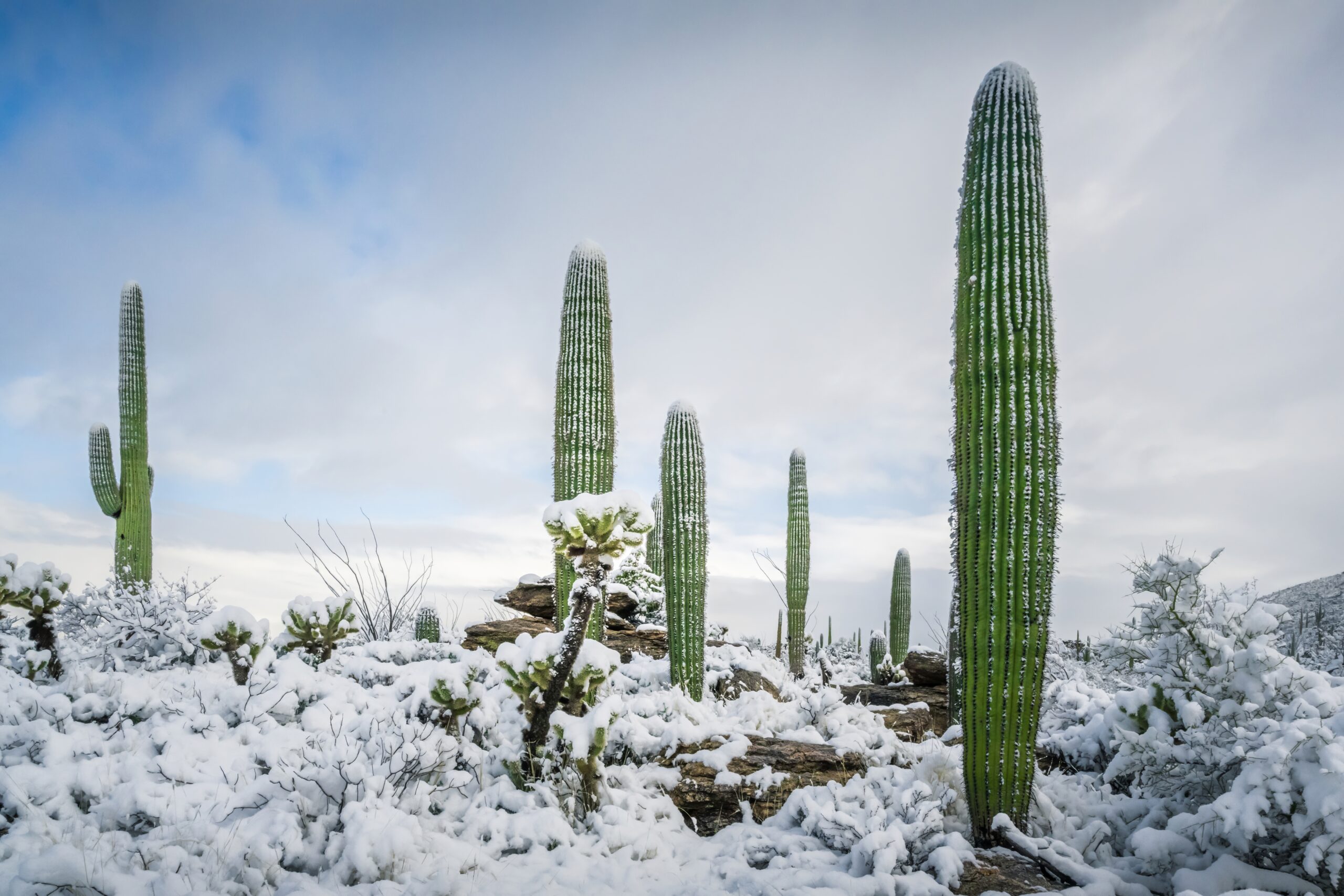 Desert Snowfall: Saguaro National Park Arizona