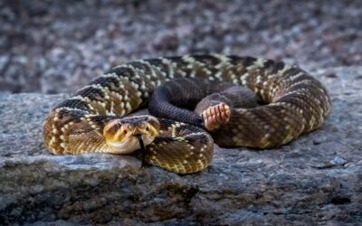 Black Tailed Rattlesnake Coiled Snake Photography Print