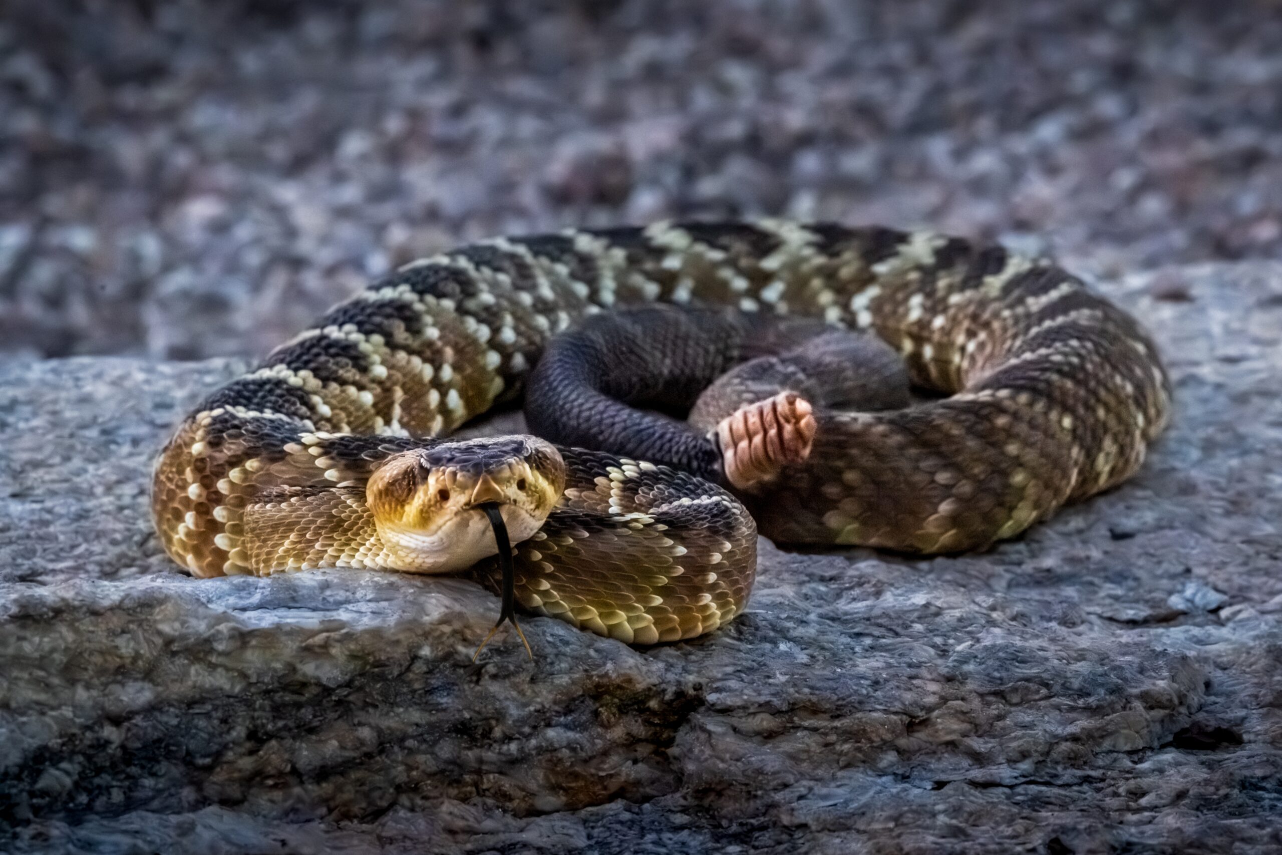Black Tailed Rattlesnake Coiled Snake Photography Print