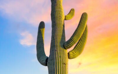 Saguaro Cactus at Sunset: Saguaro National Park East Tucson Arizona