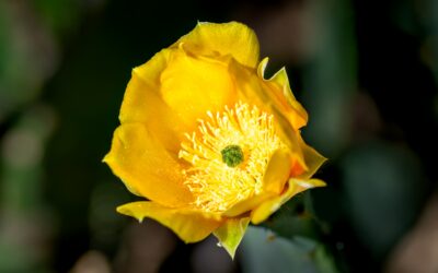 Prickly Pear Arizona Cactus Flower Yellow Bloom Macro Photography