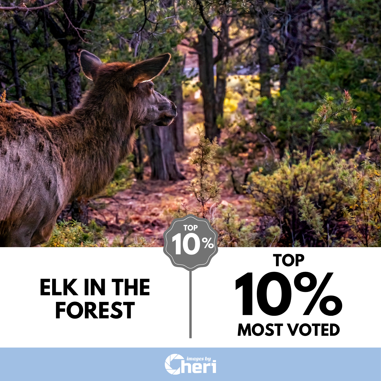 Elk In The Forest_Image of the Month