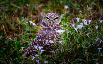 Burrowing Owl Amid Blossoms and Grass – Cape Coral’s Feathered Star