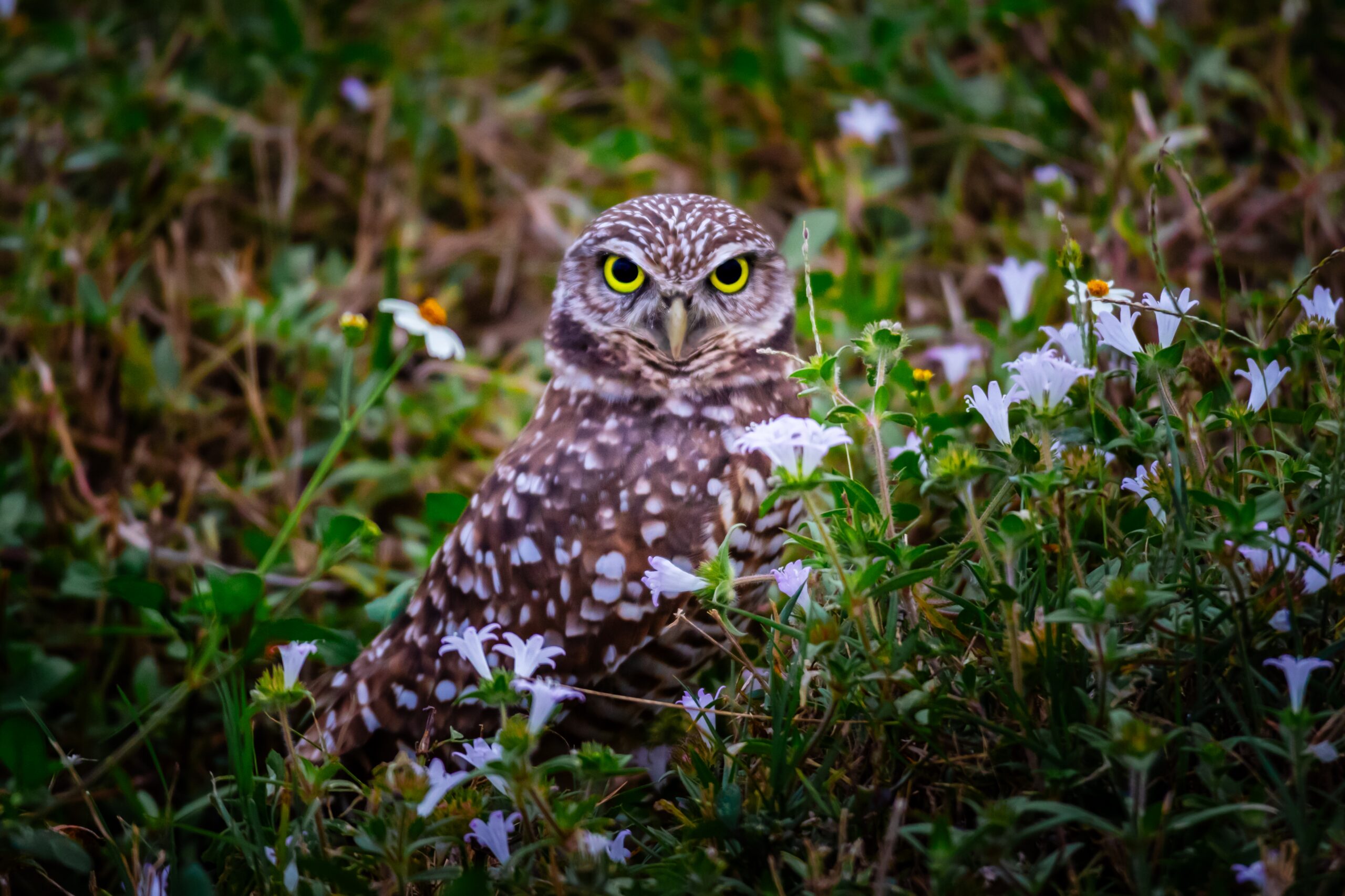 Burrowing Owl Amid Blossoms and Grass – Cape Coral’s Feathered Star Burrowing Owl Amid Blossoms and Grass – Cape Coral’s Feathered Star