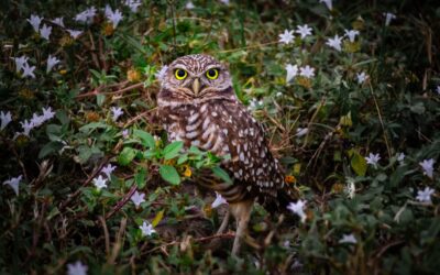 Burrowing Owl Among Flowers – Cape Coral’s Famous Little Watcher