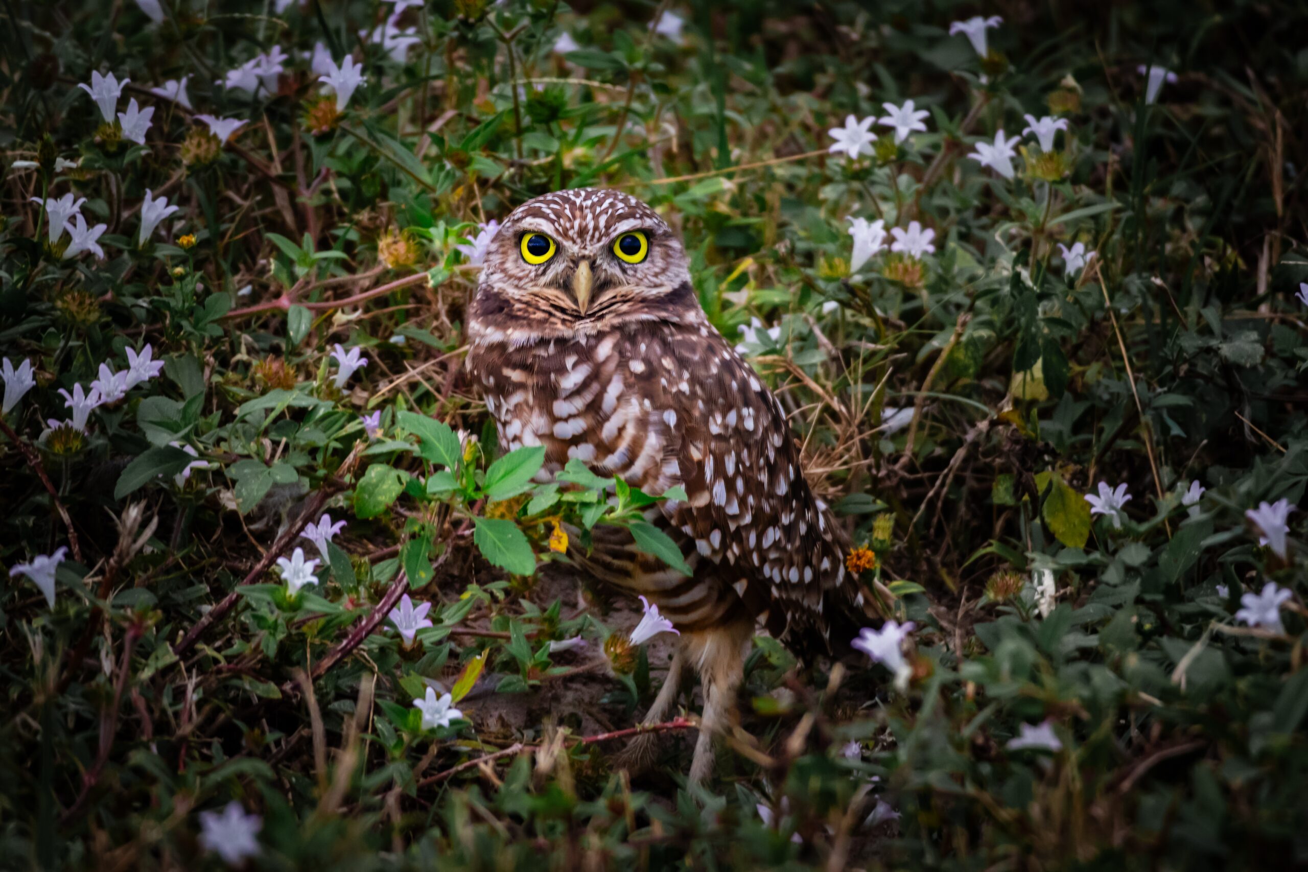 Burrowing Owl Among Flowers – Cape Coral’s Famous Little Watcher Burrowing Owl Among Flowers – Cape Coral’s Famous Little Watcher