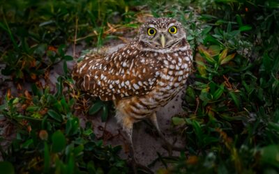 Burrowing Owl with Unblinking Eyes in Cape Coral’s Green Haven