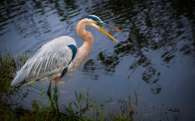 Laughing Blue Heron: Everglades National Park Florida