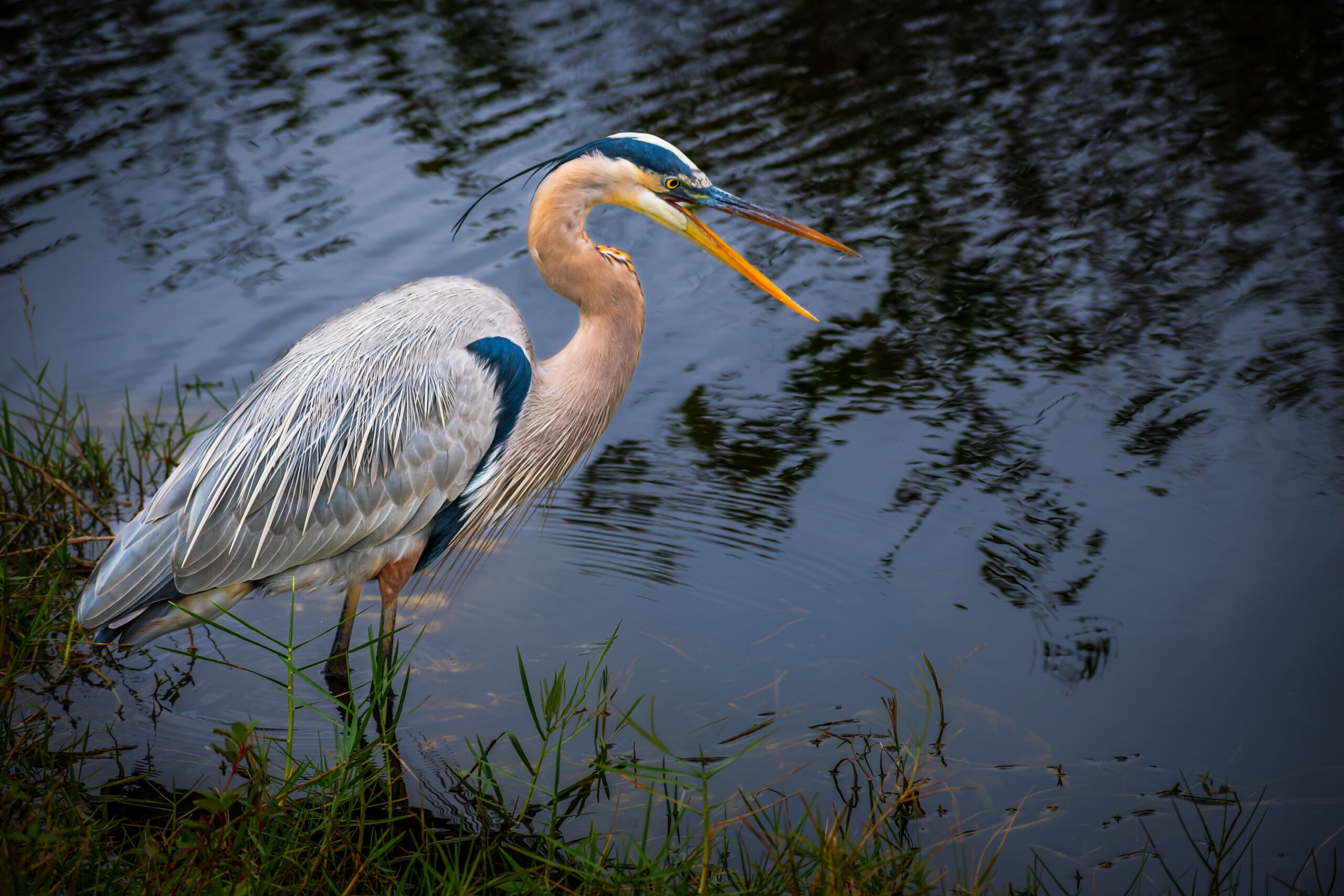 Laughing Blue Heron: Everglades National Park Florida