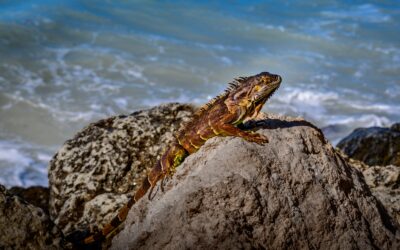 Key West Iguana on Coastal Rocks