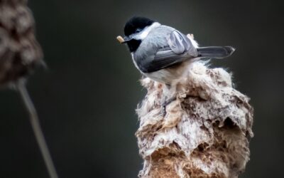 Chickadee Chompin’: A Black-Capped Beauty Among Cattails
